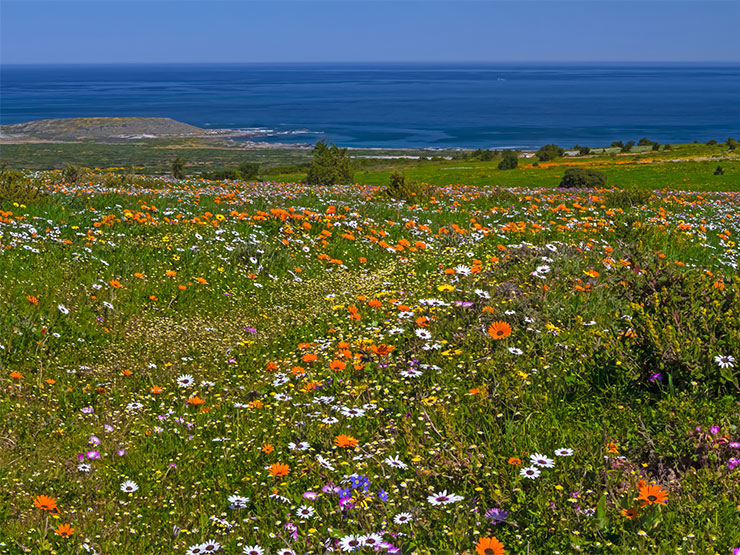 West Coast flowers