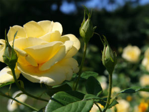 Photo of a rose